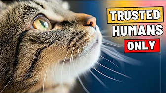 Only Cats Who Trust You Completely Show These 6 Behaviors
