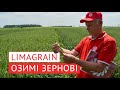 Озимі сорти зернових від компанії Limagrain. Який сорт вибрати, та як вони перезимували цьогоріч