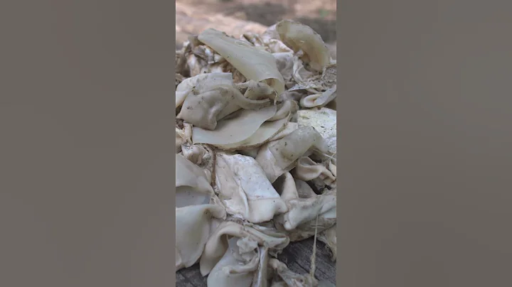 Here's how natural latex is harvested. #rubberindustry #latex #guatemala - DayDayNews