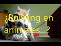¿Existe el Bullying en animales?