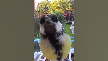 Bird feeder camera close up #birdfeeder #birds #birdcam #gardenbirds