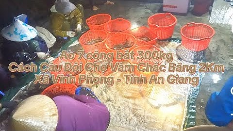 Ao 7 công bắt 300kg tôm càng lúc 2 giờ cách cầu đôi Vàm Chắc Băng 2Km Xã Vĩnh Phong - Tỉnh An Giang