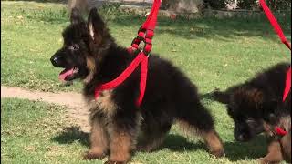 German shepherd kennel puppies Availeble 0311 1992890 whatapp #germanshepherd #music