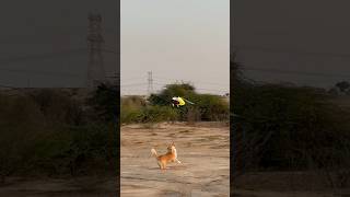 The dog chasing the helicopter XL Power 550 !! الكلب يطارد الهليكوبتر