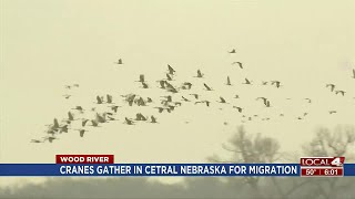 Cranes gather in Central Nebraska for migration