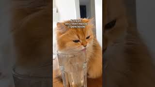 Пять Причин Почему Кошка Пьёт Воду Из Стакана Хозяина #Кошка #Shorts