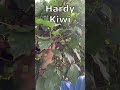 Hardy Kiwi You Can Eat Kiwi Skin Grow Hardy Kiwi And Fuzzy Kiwi Hardy Kiwi You Can Eat Kiwi Skin Grow Hardy Kiwi And Fuzzy Kiwi