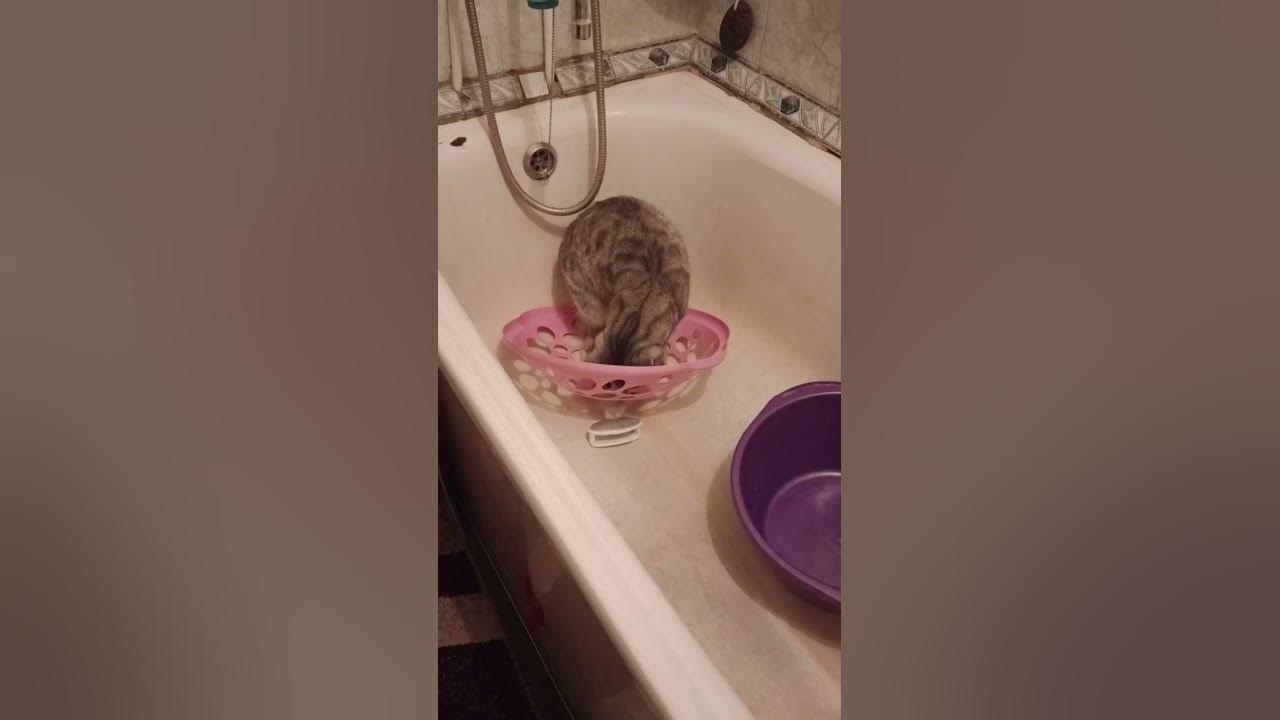 маленькие котики, котики - YouTube