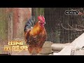 3200只武陵土鸡为何离奇死亡？饲料or环境，哪个是“真凶”？ | CCTV「田间示范秀」20210203