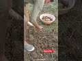 आलू की खुदाई #potato #harvesting #farmer #villagevlog