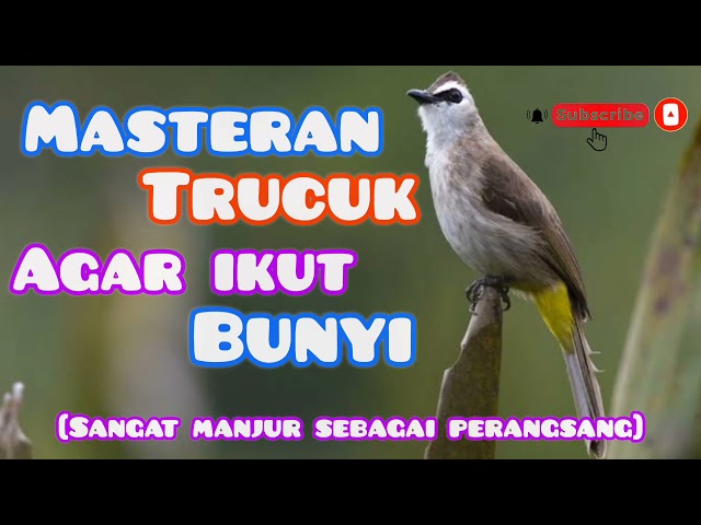 Masteran Pancingan Trucukan || perangsang trucuk bahan-ombyokan-macet biar cepat gacor class=