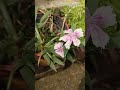 🌸🌸#shortsfeed #shorts #shortsvideo #ytshorts #reels #garden #flowers #yt #viralvideo #song