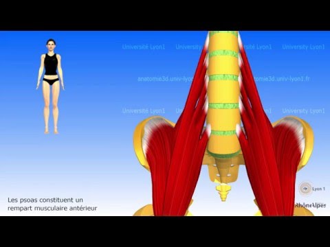 Vidéo: Diagramme Et Fonction Des Muscles Du Bassin - Cartes Corporelles