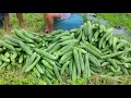 Diskarte sa Pagtanim ng Ampalaya para kumita