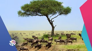 كينيا .. محمية مساي مارا تفتقد السياح في موسم هجرة الحيوانات البرية│شبابيك