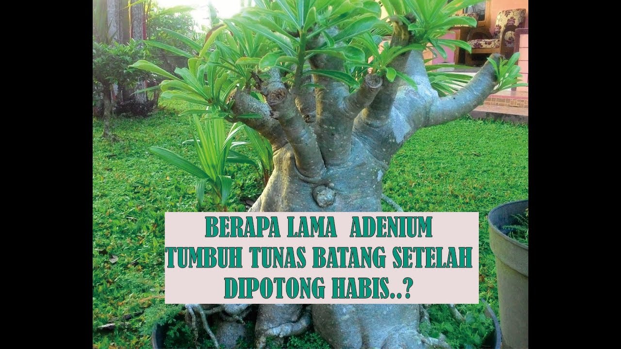  BERAPA  LAMA  ADENIUM TUMBUH  TUNAS BATANG SETELAH DIPOTONG 