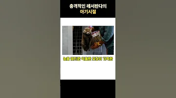 충격적인 레서판다의 어린시절 