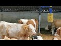 Bulls & Cows Best Farming - New Bulls Meet Cows First Time #13