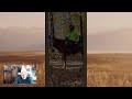 Mule Day, Cross Cinch, & Donkey Digs Holes
