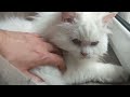 Playing with my white doll face persian cat