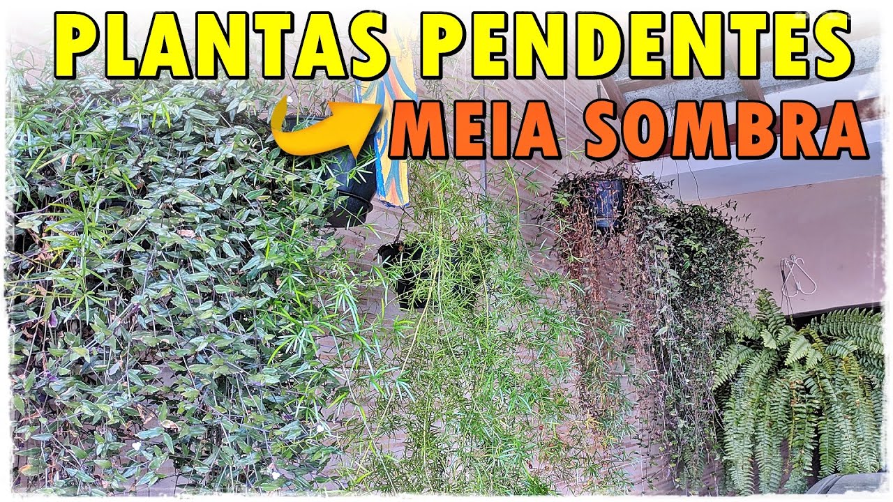 16 PLANTAS PENDENTES DE MEIA SOMBRA - thptnganamst.edu.vn