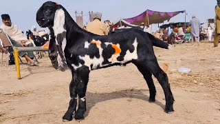 Bakra Mandi Sahiwal Ki Update