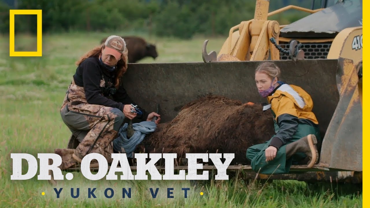 Relocating a Bullied Bison | Dr. Oakley, Yukon Vet - YouTube