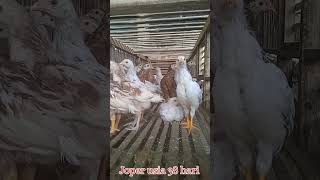 Joper 38 Hari Bobot 5 6 7 Ons ayamkdanungjopermaggotbsf