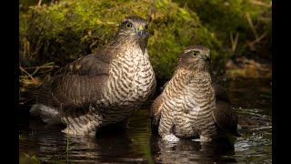 Sparrowhawks Nesting  2022