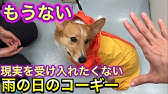 犬が蜂に刺されてしまった時の応急処置と対処法 ハチに刺されるとこうなる 完治までの経過も紹介 Youtube 犬が蜂に刺されてしまった時の応急処置と対処法 ハチに刺されるとこうなる 完治までの経過も紹介 Youtube