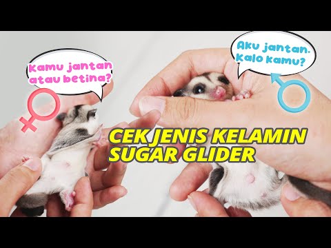 Video: Cara Menguji Pendengaran Anjing Anda