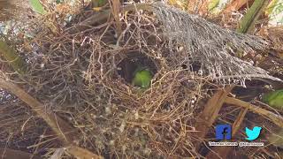 Invasión de pericos monje en Hermosillo