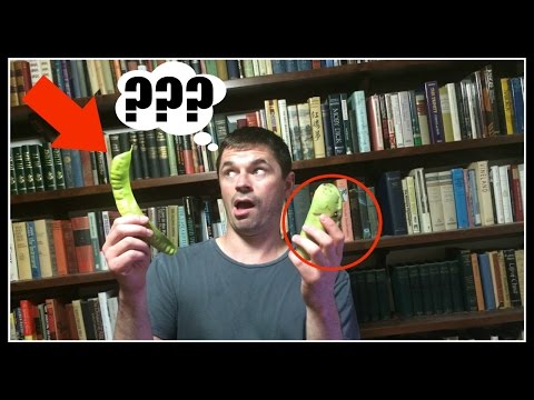 black-locust-vs.-honey-locust-vs.-kentucky-coffeetree----ninja-gardening---episode-35