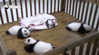 《熊猫物语》 20150901 2015级团子小秀场