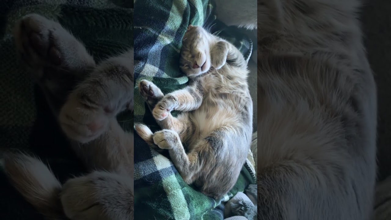 CATkada #lefkada #suzy #catnap #catshorts #snoring