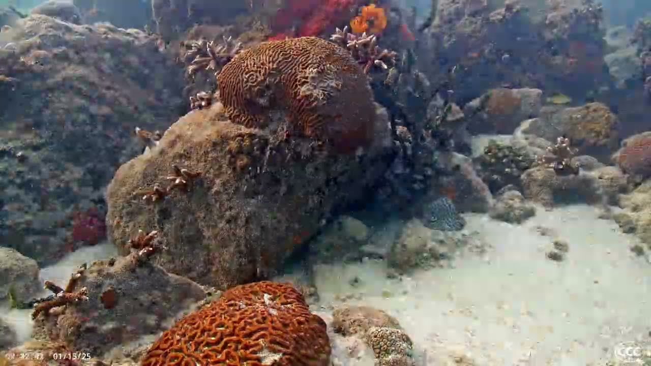 Coral City Camera | World Record Underwater Coral Growth Timelapse (926 Days) | 5.1.23-11.12.25