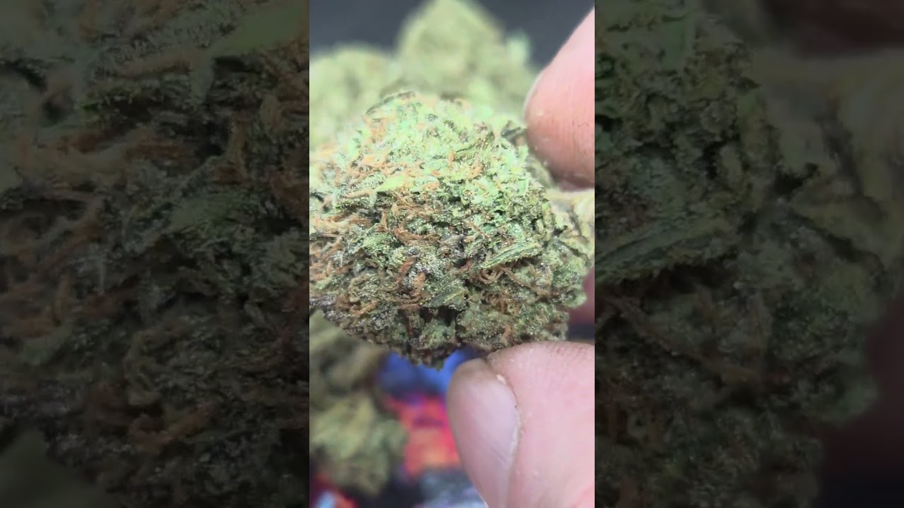 Cannalope Haze closeups 