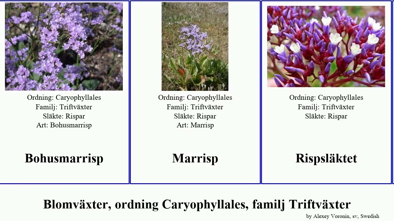 Blomväxter, ordning Caryophyllales, familj Triftväxter angiosperms blyblomma Blåblomma Röd Vit