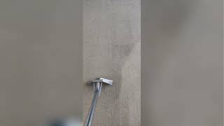 Best Carpet Cleaning Near Me in Chicago, Park Ridge &amp; Glenview | Rug &amp; Upholstery Cleaning