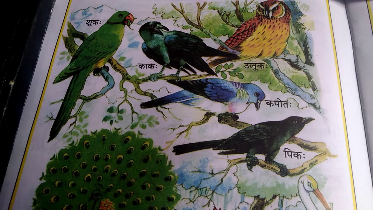 10 Name of birds in sanskrit - YouTube