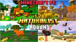 🦌NATURALIST ADDON for BEDROCK | MINECRAFT PE (Full showcase) +1.20 #addons