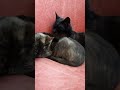 Gatitos durmiendo abrazados y la madre gata 🐱😾🐈 cat cats gatos