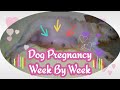 Dog Pregnancy Week By Week.