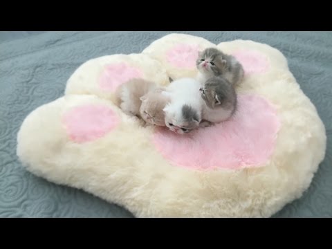 Mini Kittens on Ginormous Paw