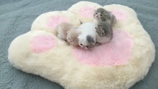 Mini Kittens on Ginormous Paw by sweetfurx4 89,012 views 8 years ago 31 seconds