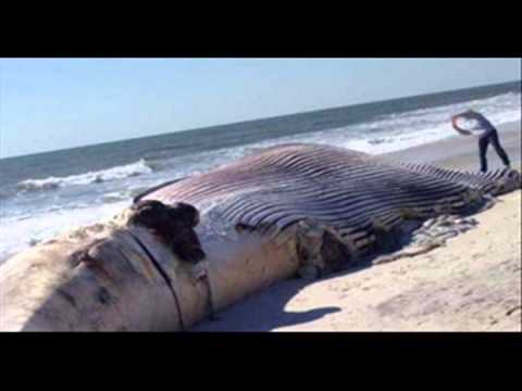 A 58 Foot Whale With Huge Bite Marks Washed Up On Shore