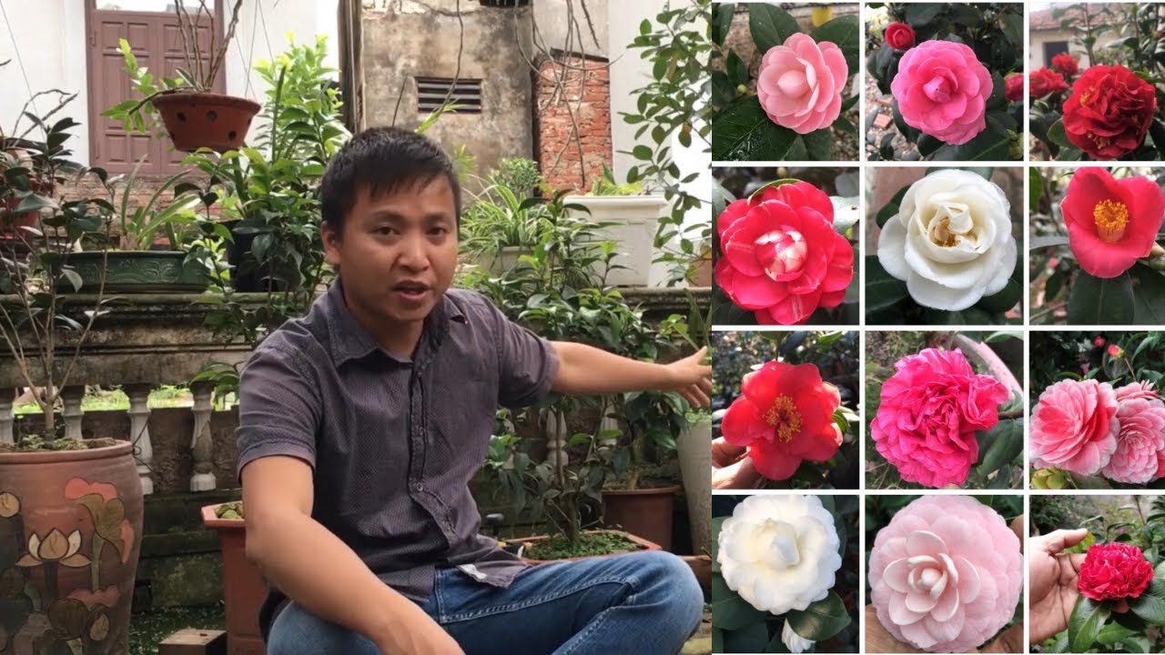 Hoa Trà My | Nhận Biết Các Giống Hoa Trà My!!!