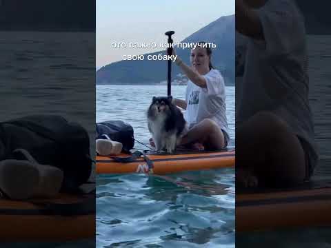 А вы берете собаку на сап? #sup#dogsupplies #кинолог #собака
