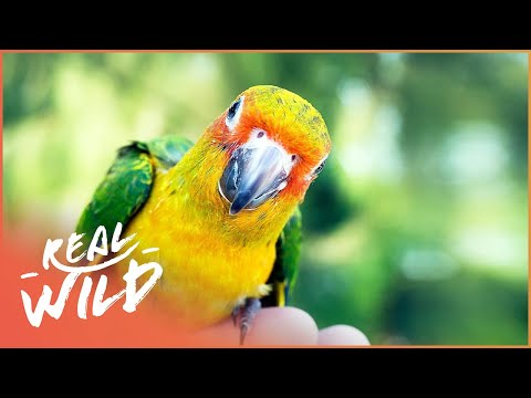 تصویری: بیماری زباله Macaw در پرندگان