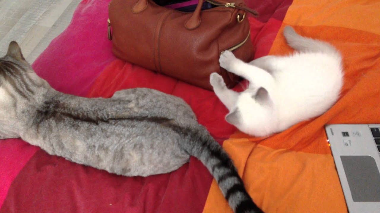 Cat Chat Chamallow Et Jolie Poupee Youtube Cat Chat Chamallow Et Jolie Poupee Youtube